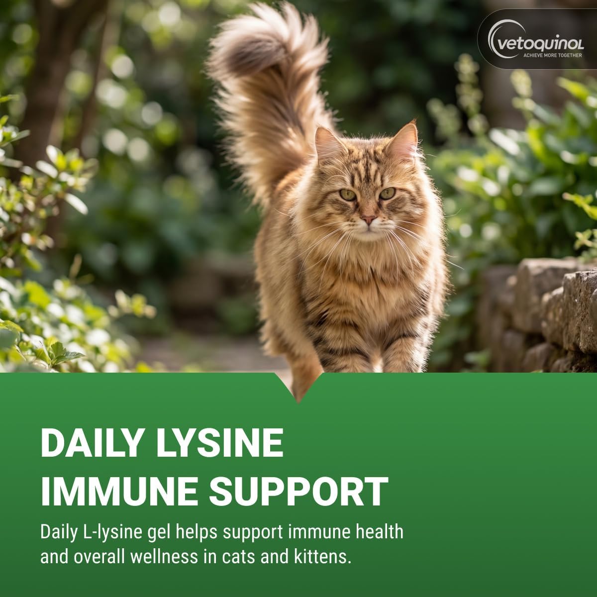 L-Lysine Gel for Cats — Immune & Respiratory Support (Maple Flavor, NASC Certified)