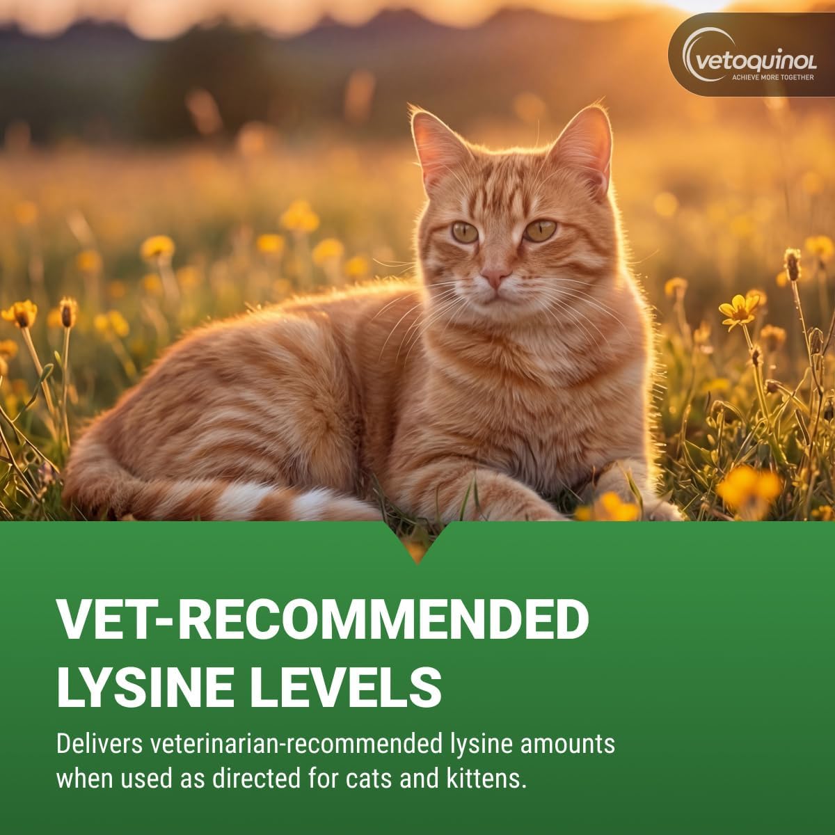 L-Lysine Gel for Cats — Immune & Respiratory Support (Maple Flavor, NASC Certified)